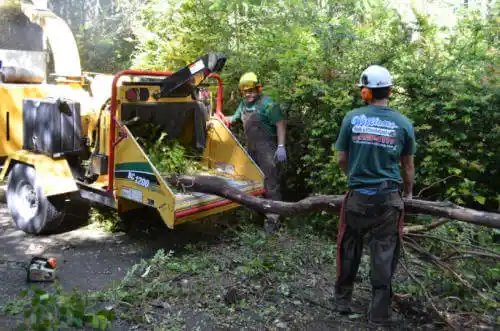 tree services Island Walk